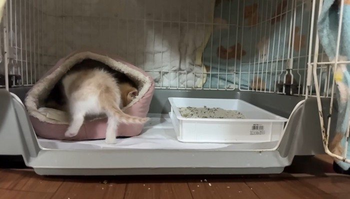 後姿の猫
