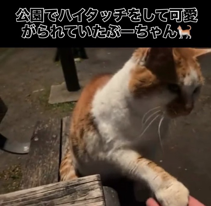 お手をする猫