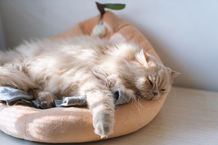ペット用ベッドでくつろぐ猫