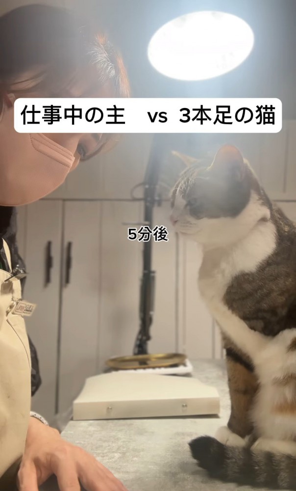 目を細めて座る猫