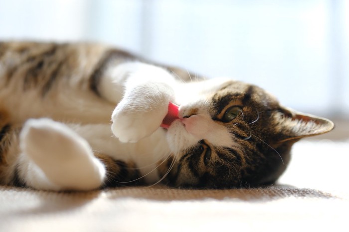 寝転んで前足を舐める猫