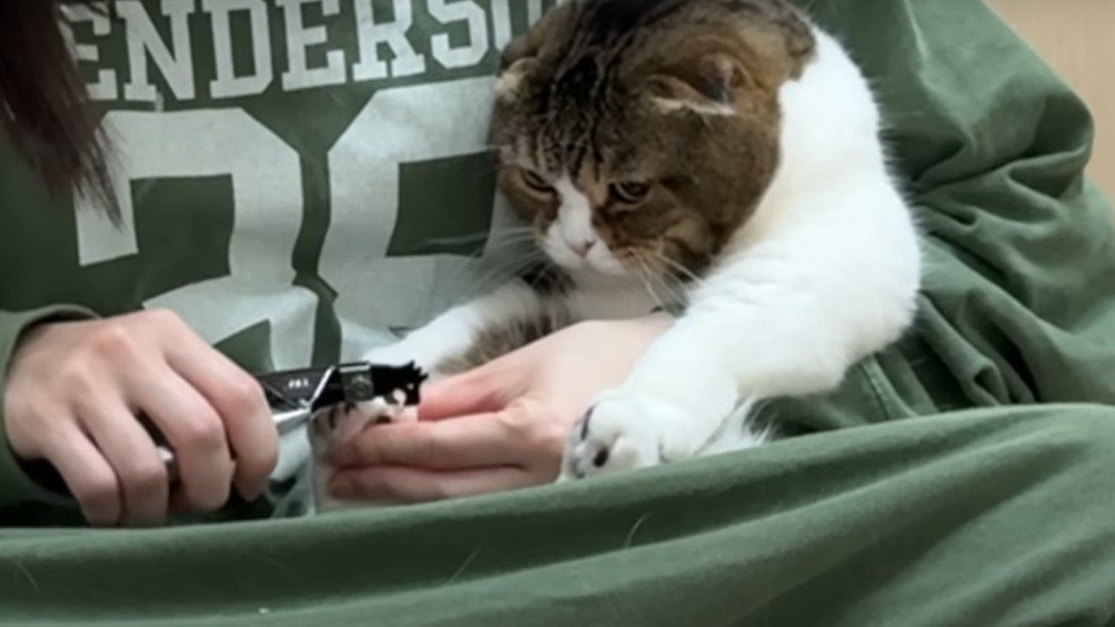 爪切りを嫌がる猫