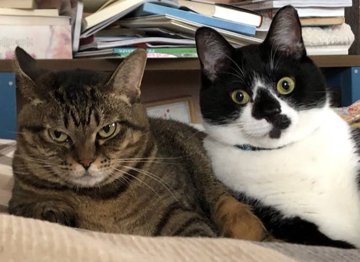 睨むキジトラと間の抜けた表情の黒白猫