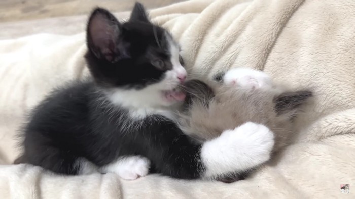 寝る猫とじゃれる猫