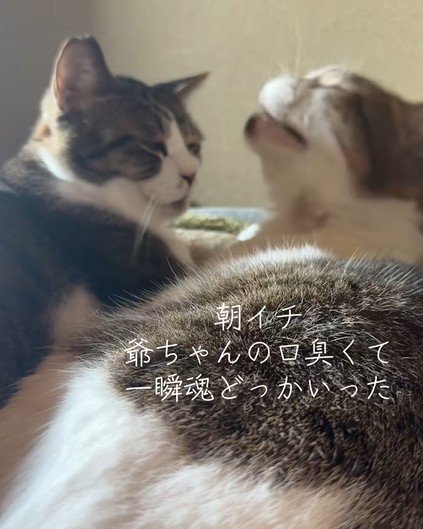 寄り添う2匹の猫
