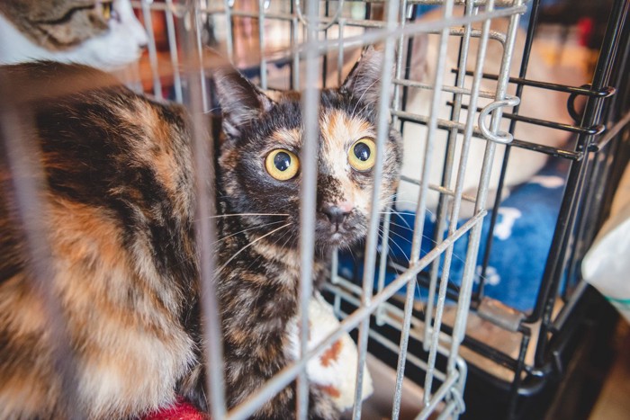 ケージの中の猫