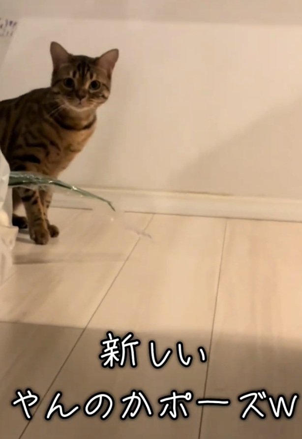 カメラをロックオンするとらきちちゃん