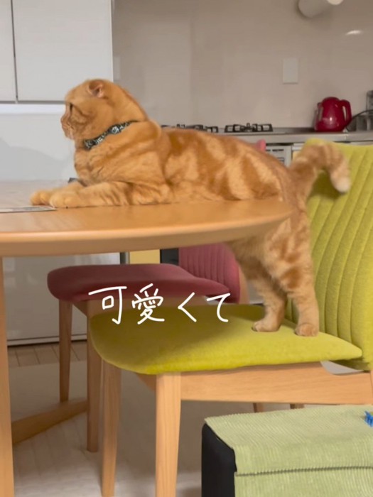 横から見たテーブルに上半身を乗せる猫