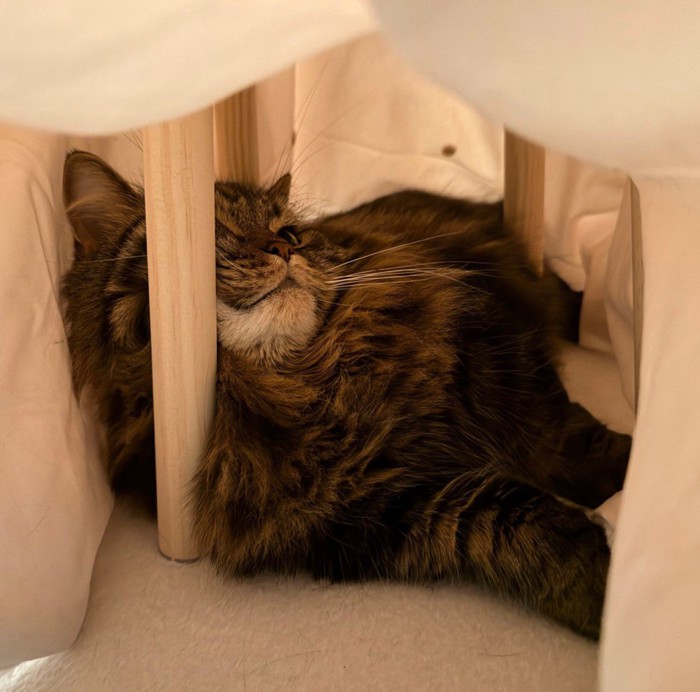 こたつの中にいる猫