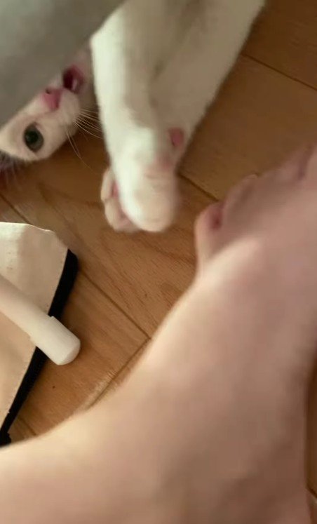 足にじゃれる猫