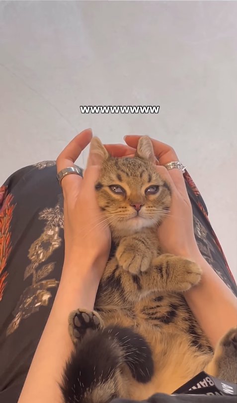 目の半分が瞬膜で覆われている子猫(顔正面)