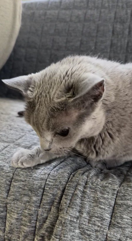 ソファの上から下に落ちた子猫を見つめる成猫