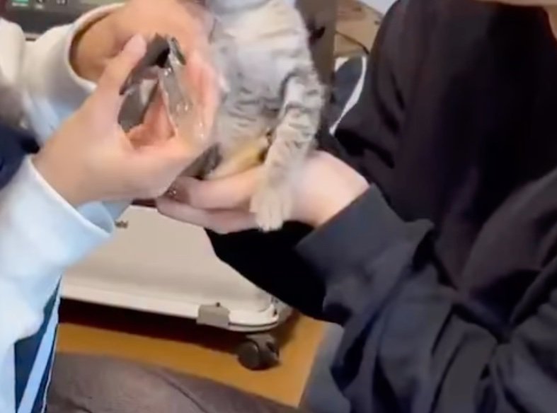 猫の爪切り