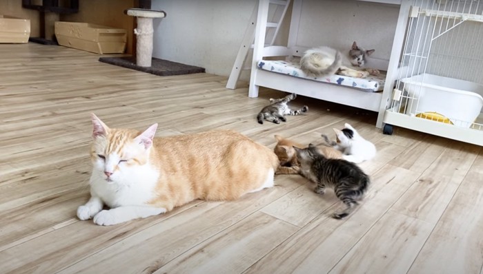 尻尾で遊ぶ子猫達:ふたりとも子猫のあやし方が上手!!