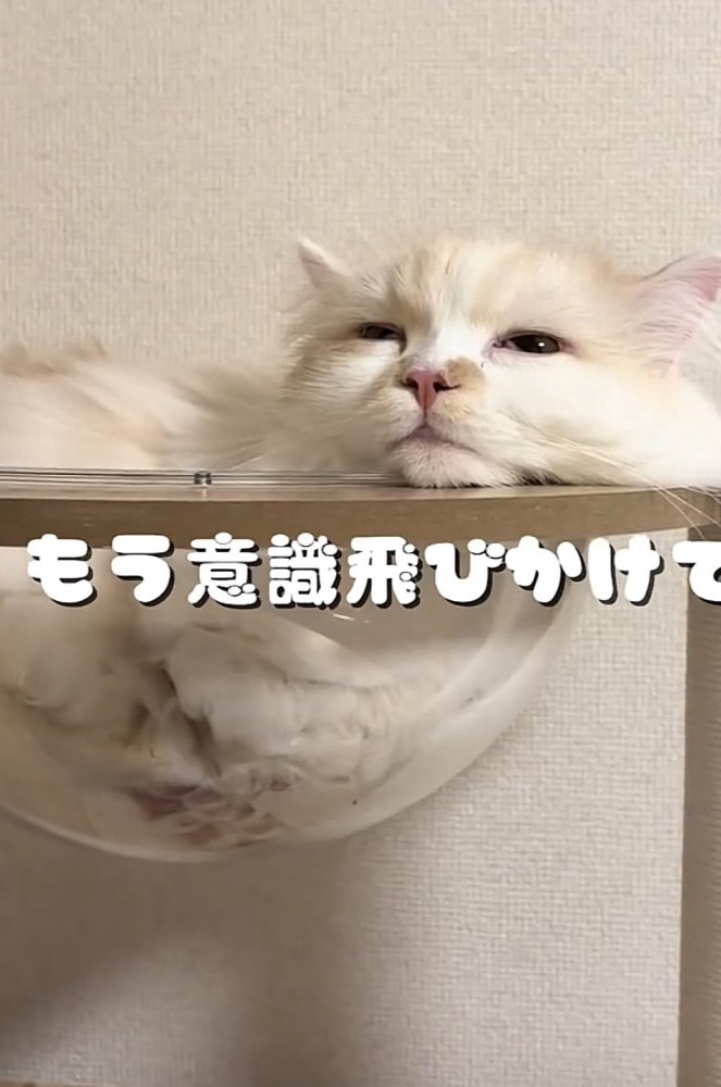 キャットタワーでくつろぐ猫の写真1