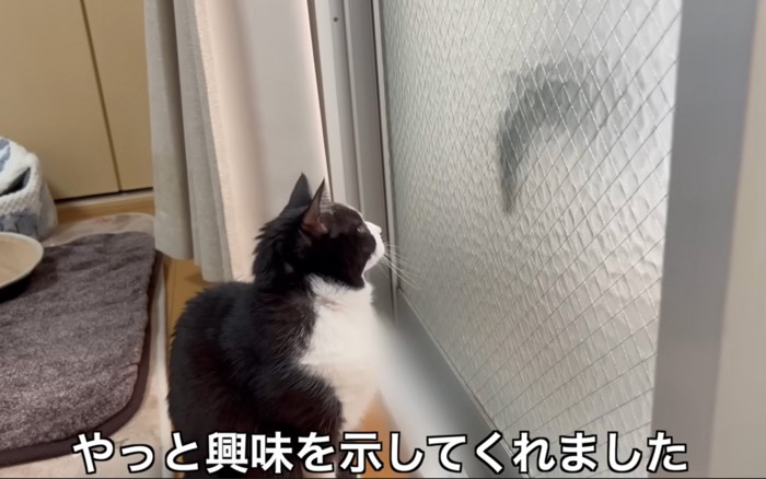 おもちゃを追う猫