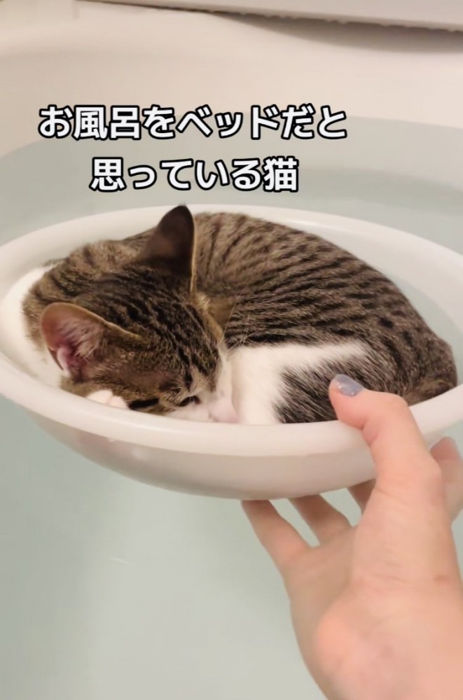 湯船に浮かべた洗面器の中で寝る子猫