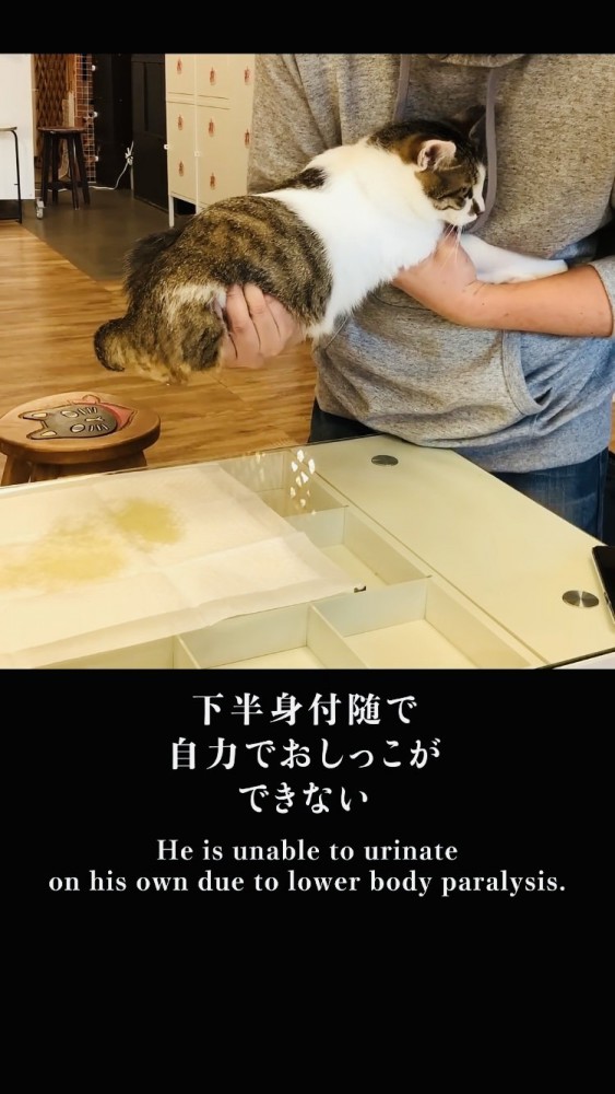 スタッフさんに圧迫排尿してもらうキジ白猫