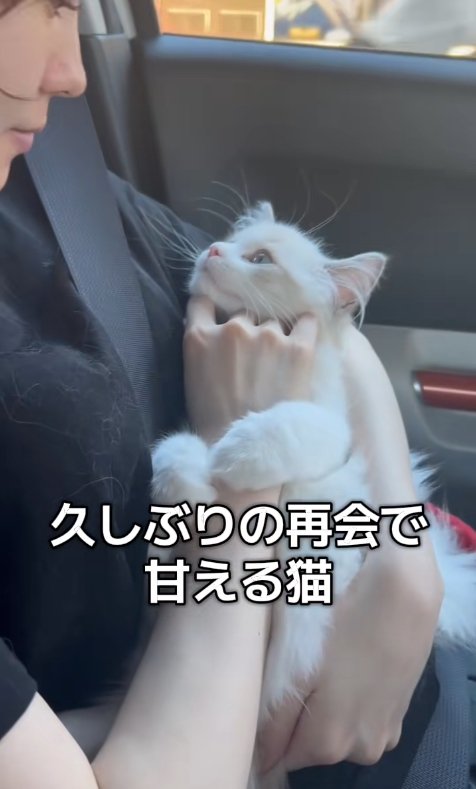 抱っこされて飼い主の顔を見つめる子猫