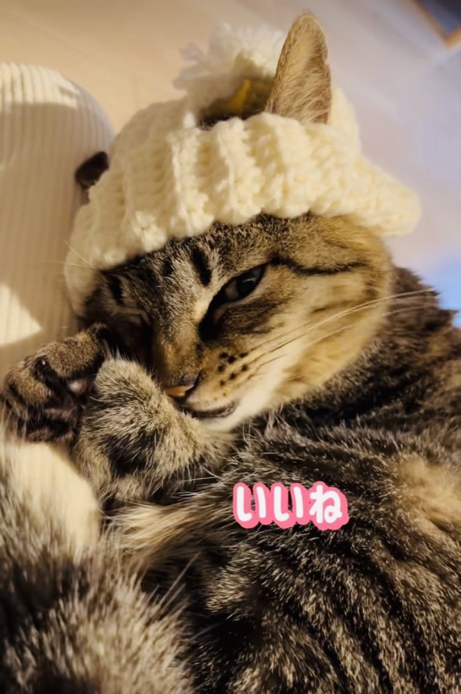 手作りニット帽をかぶってママの膝の上でくつろぐキジトラ猫