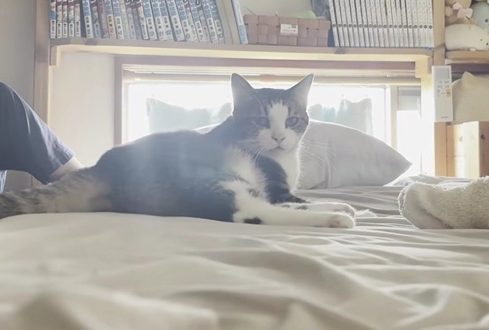 横向きに寝ながら上体を起こした猫