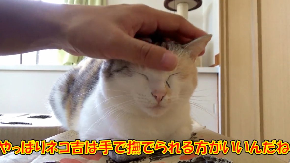 人の手で頭をなでられ目を瞑る三毛猫