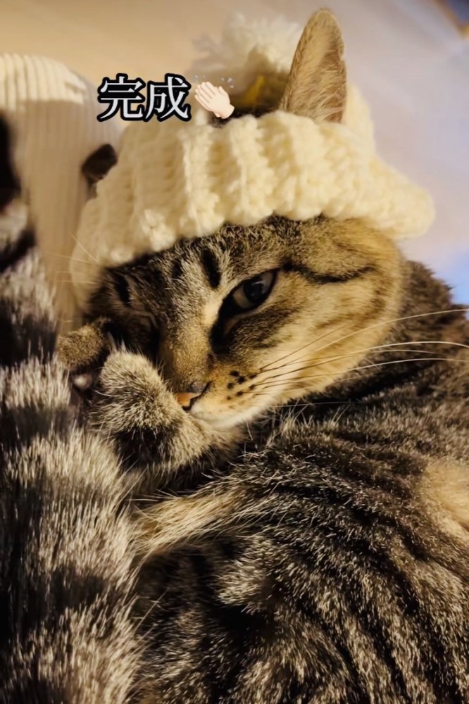 手作りニット帽をかぶってママの膝の上でくつろぐキジトラ猫