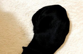 黒猫の艶やかな毛並み