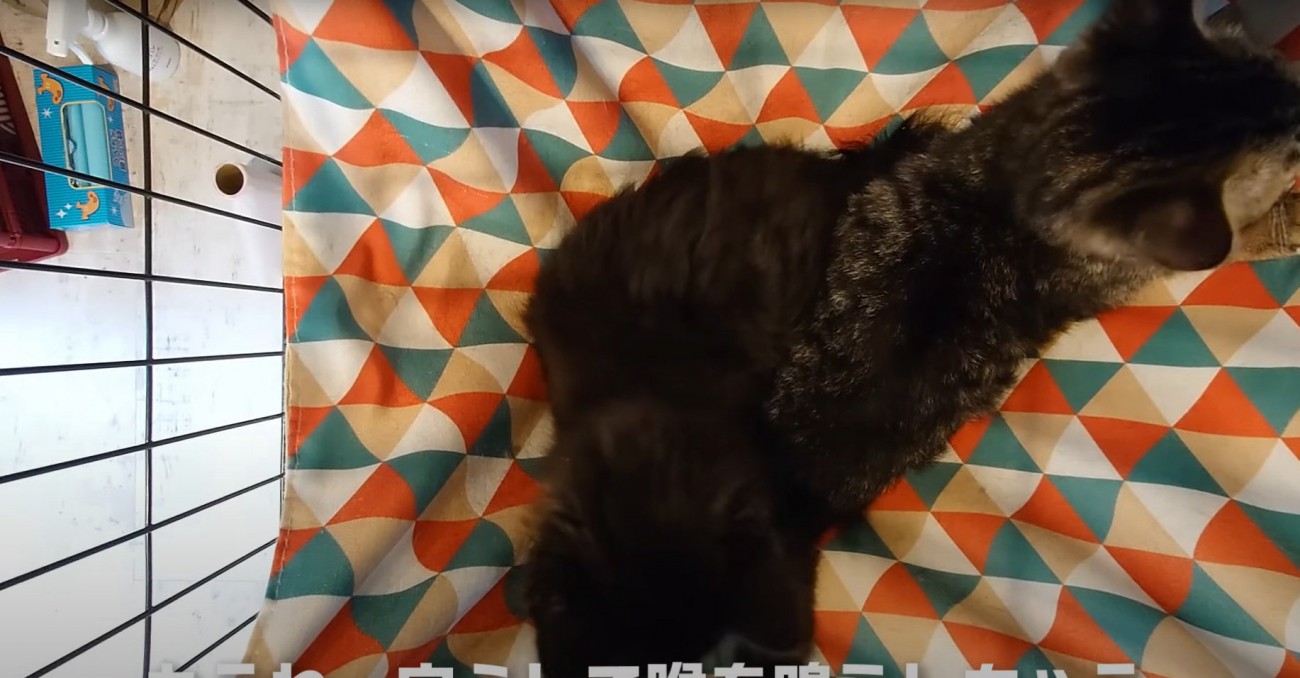 喉を鳴らすカットちゃん