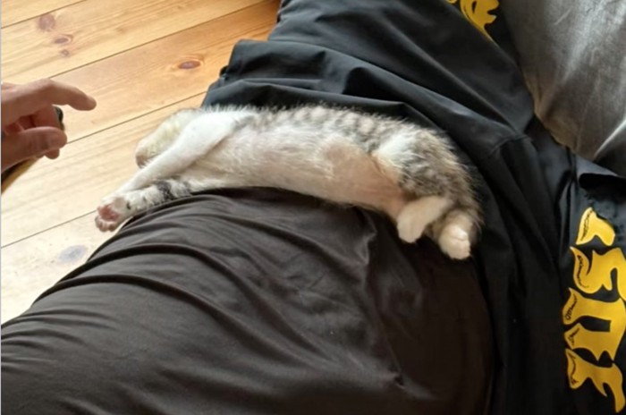 仰向けで眠る子猫2