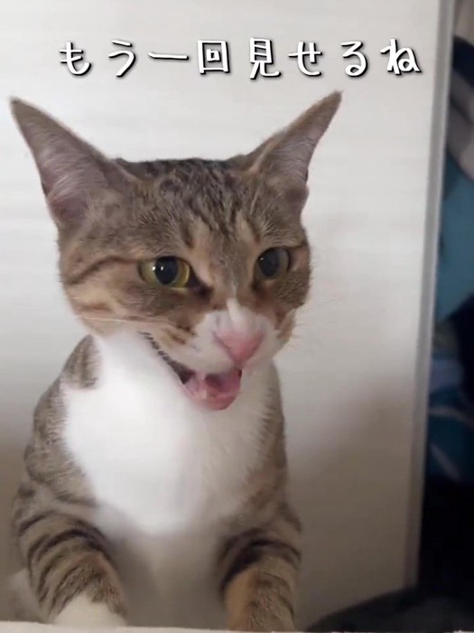 鳴いている猫の顔