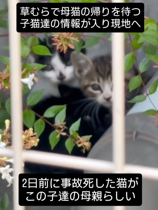 カメラの方向を見る3匹の子猫たち