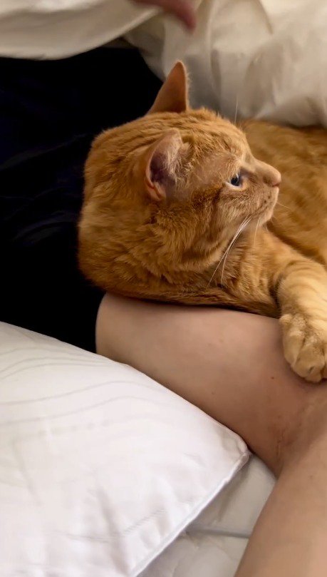 布団を捲られてふり返る猫