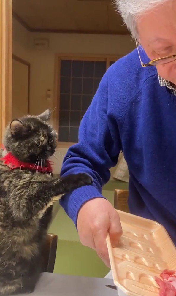 飼い主におねだりをする猫