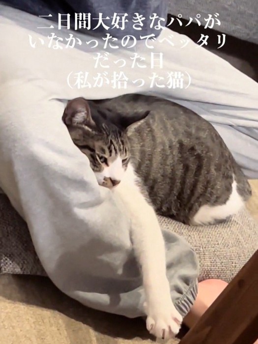 人の足にくっつく猫