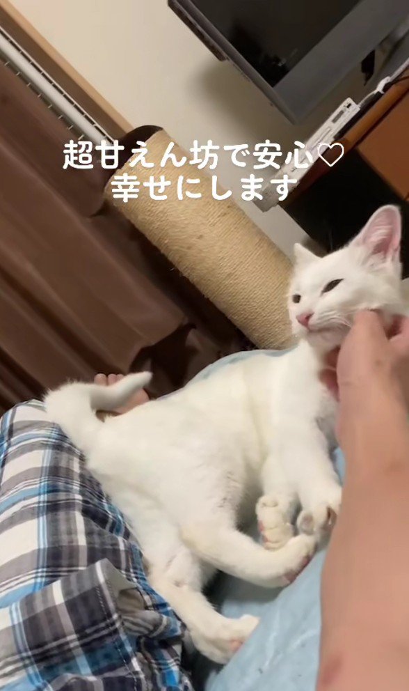 なでられる白猫