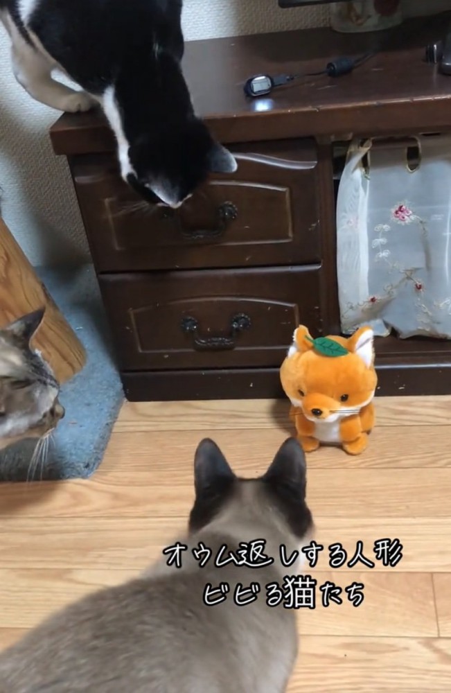 人形に近づく猫