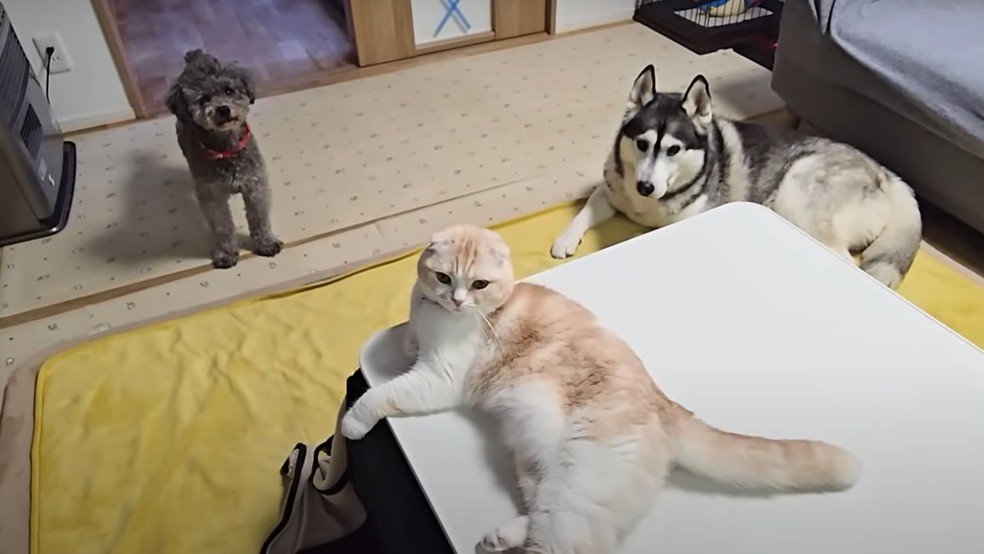 くつろぐ犬と猫