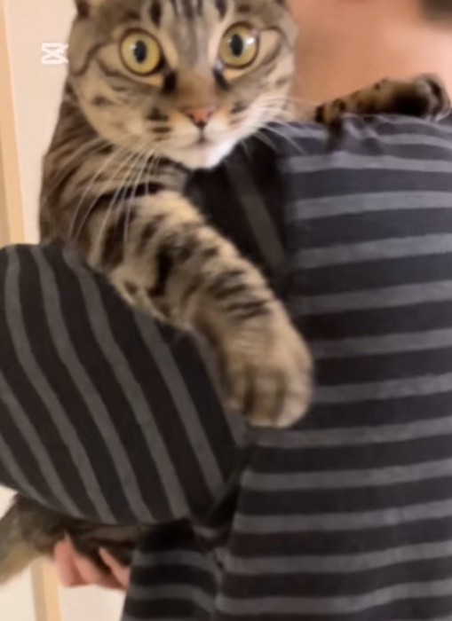 目が見開かれていく猫