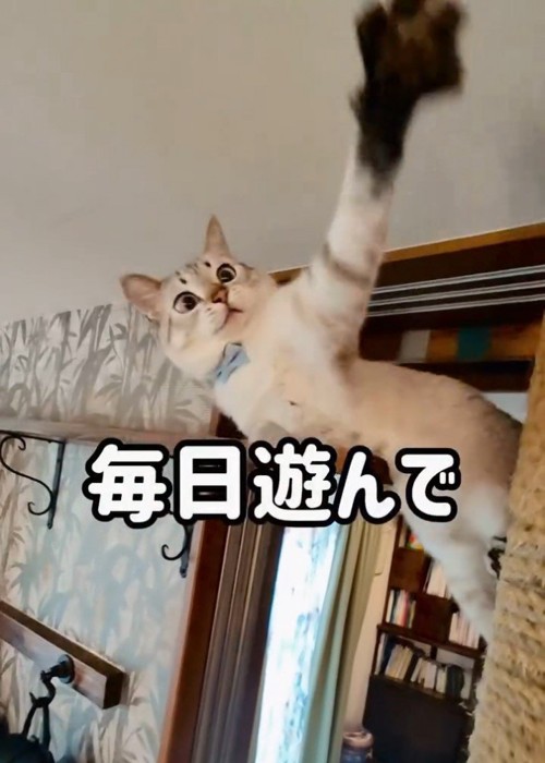 前足を伸ばす猫