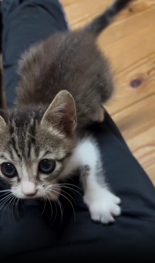 脚にのる子猫