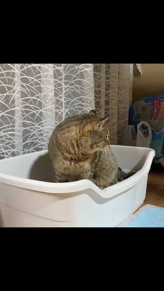 振り向く猫