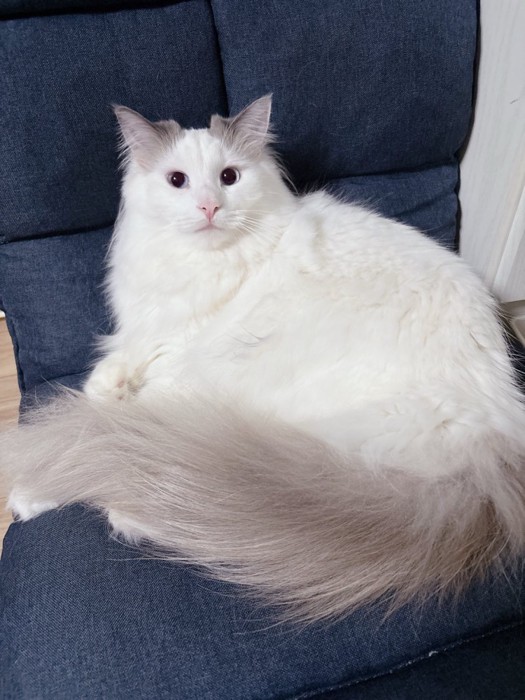 椅子の上でくつろぐ猫