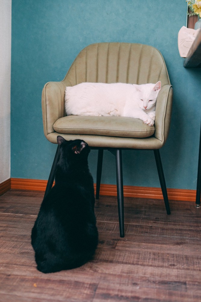 イスに乗る猫を見る黒猫