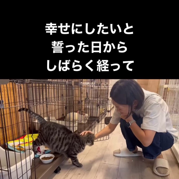 ケージから出てきて甘える猫