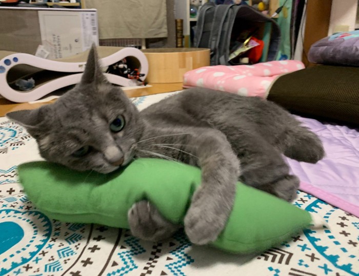 枝豆にじゃれつく猫