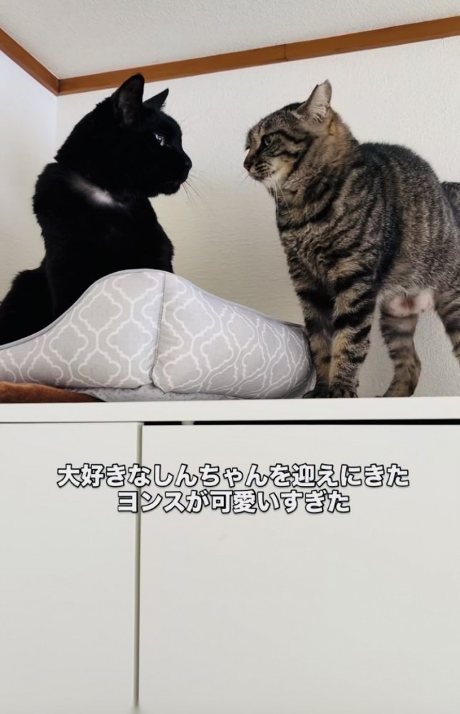 黒猫をごはんに誘いにきたキジトラ猫