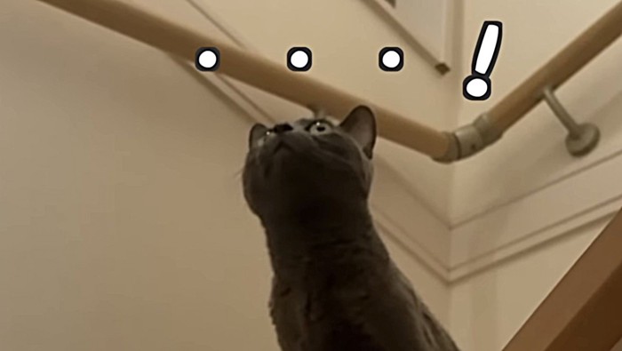 グレーの短毛猫のアップ