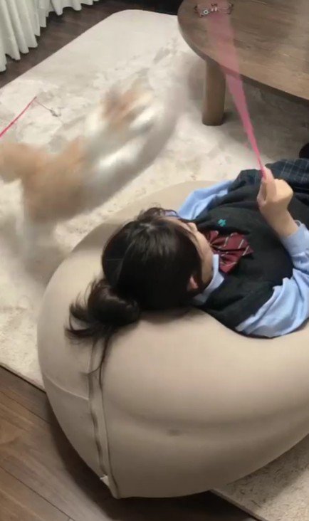 猫じゃらしで遊ぶ女の子と猫