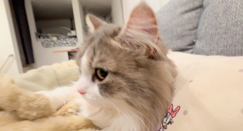 耳をそばだてる猫